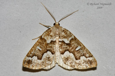 6863 - Gray Spruce Looper Moth - Caripeta divisata m9