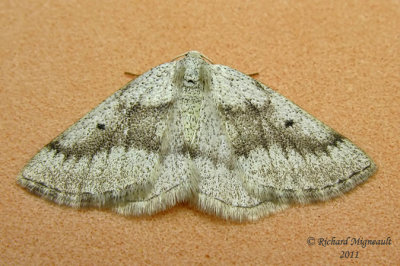 6668 - Gray Spring Moth  Lomographa glomeraria  m11