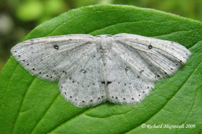 7139 - Sweetfern Geometer - Cyclophora pendulinaria 2 m9