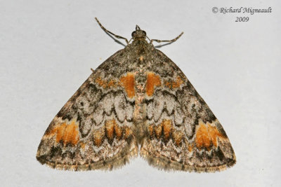 7182 - Dark Marbled Carpet - Dysstroma citrata m9