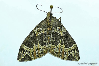 7213 - Small Phoenix Moth - Ecliptopera silaceata m17 