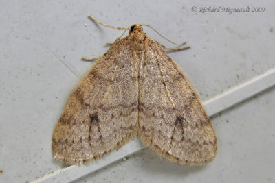 7437 - Bruce Spanworm Moth - Operophtera bruceata 1 m9