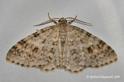 7437 - Bruce Spanworm Moth - Operophtera bruceata 3 m9