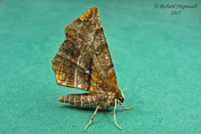 6817 - Northern Selenia Moth - Selenia alciphearia 2 m15 