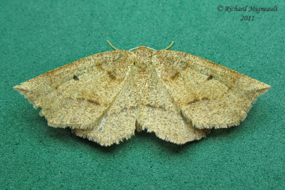 6822 - Ruddy Metarranthis Moth - Metarranthis duaria m11