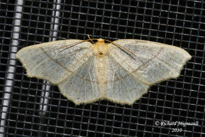 6884 - Straw Besma Moth - Besma endropiaria  m10
