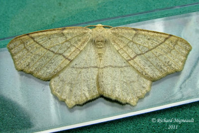 6885 - Oak Besma Moth - Besma quercivoraria m11