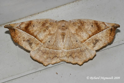 6966 - Curve-toothed Geometer - Eutrapela clemataria 1 m9