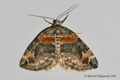 7189 - Orange-barred Carpet Moth - Dysstroma hersiliata 1 m7