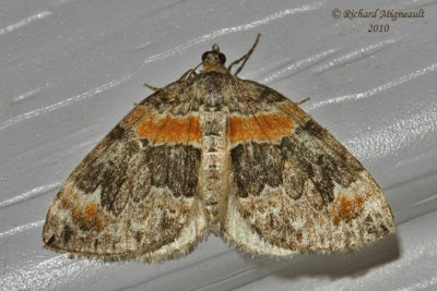 7189 - Orange-barred Carpet Moth - Dysstroma hersiliata m10