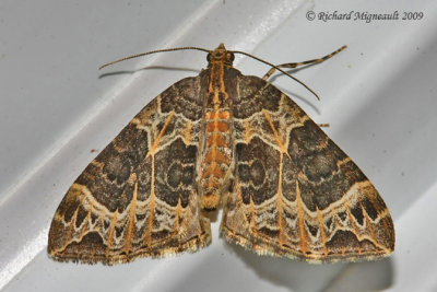 7213 - Small Phoenix Moth - Ecliptopera silaceata m9