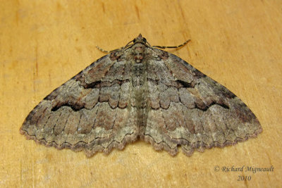 7285 - Tissue Moth - Triphosa haesitata 1 m10