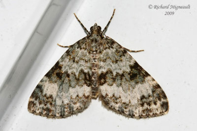 7312 - Double-banded Carpet Moth - Spargania magnoliata m9