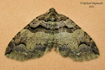 7329 - Variable Carpet Moth - Anticlea vasiliata m11