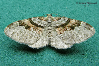 7368 - Labrador Carpet Moth - Xanthorhoe labradorensis m11
