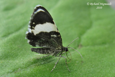 7430 - White-striped Black Moth - Trichodezia albovittata 2 m10
