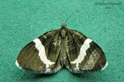 7430 - White-striped Black Moth - Trichodezia albovittata m11