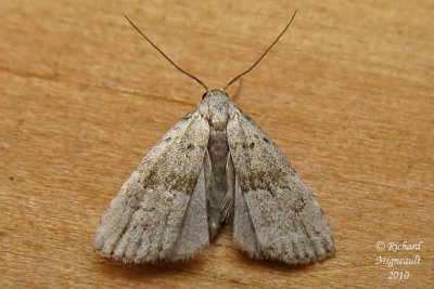 8421 - Broken-line Hypenodes Moth - Hypenodes fractilinea m10