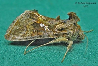 8908 - Common Looper Moth - Autographa precationis m12