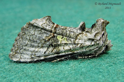 8929 - Spruce False Looper Moth - Syngrapha viridisigma 1 m11