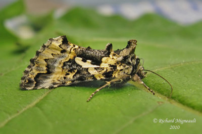 8942 - Salt-and-pepper Looper Moth - Syngrapha rectangula 3 m10