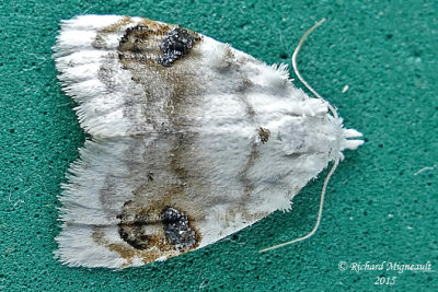 8990 - Blurry-patched Nola Moth - Nola cilicoides m15
