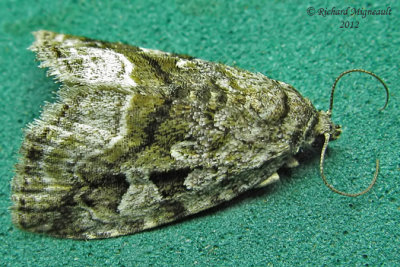 9047 - Large Mossy Lithacodia Moth - Protodeltote muscosula 1 m12