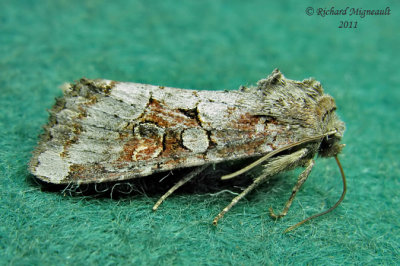 9364 - Bordered Apamea Moth - Apamea sordens m11