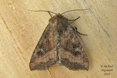 9454 - Veiled Ear Moth - Amphipoea velata 2 m10
