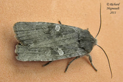 9916  Dowdy Pinion Moth  Lithophane unimoda m11
