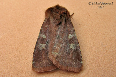 10994 - Reddish Speckled Dart Moth - Cerastis tenebrifera m11