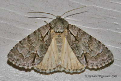 9212 - Gray Dagger Moth - Acronicta grisea 3 m9