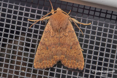 9957  Bicolored Sallow Moth  Sunira bicolorago 1 m18