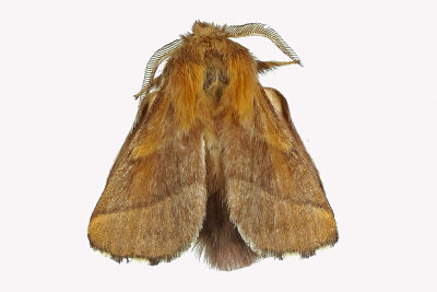 7698 - Forest Tent Caterpillar Moth - Malacosoma disstria m19 