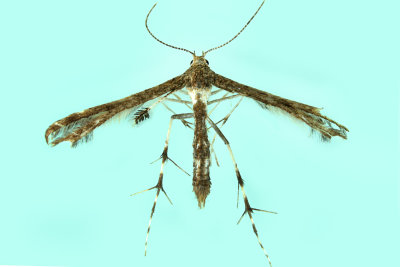 6093 - Plume Moth - Geina buscki or tenuidactylus m19 