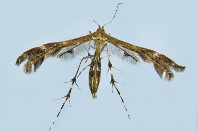 6102 - Plume Moth - Dejongia lobidactylus m19