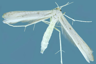 6203 - Plume Moth - Hellinsia homodactylus m19 