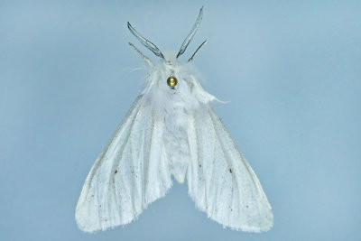 8134 - Agreeable Tiger Moth - Spilosoma congrua m19 