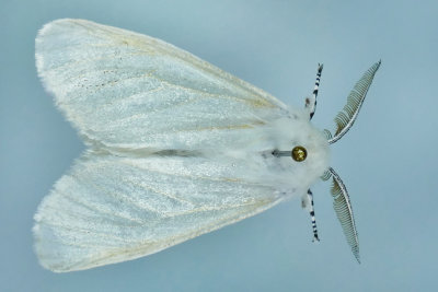 8140 - Hyphantria cunea  - Fall Webworm Moth m19 