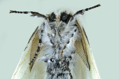 8140 - Hyphantria cunea  - Fall Webworm Moth m19 