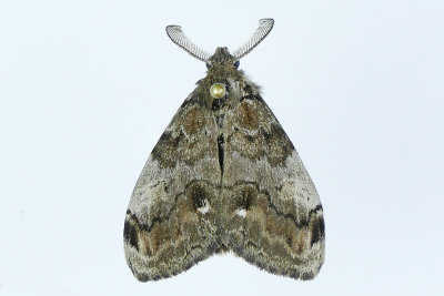 8316 - White-marked Tussock Moth - Orgyia leucostigma m19