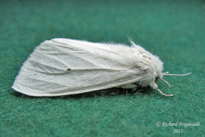 8137 - Virginian Tiger Moth - Spilosoma virginica 2 m11