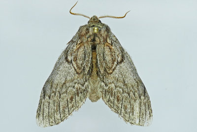 7919 - Oval-based Prominent Moth - Peridea basitriens m19 
