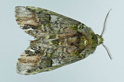 8007 - Unicorn Caterpillar Moth - Schizura unicornis m19 