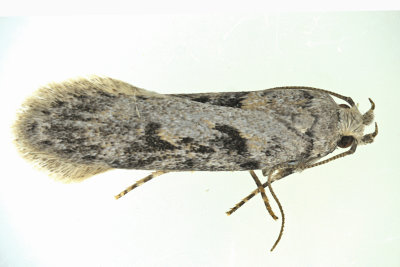 2093 - Black-smudged Chionodes Moth - Chionodes mediofuscella m19 1