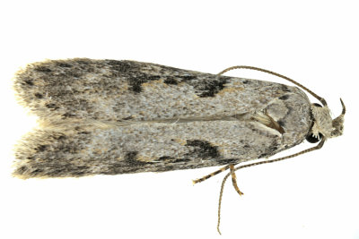2093 - Black-smudged Chionodes Moth - Chionodes mediofuscella m19 2