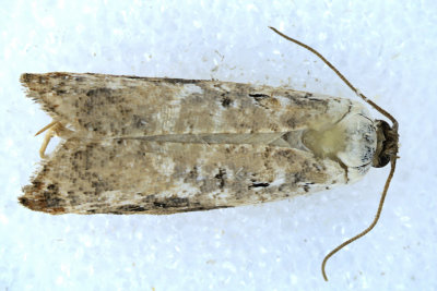 3510 - Snowy-shouldered Acleris Moth - Acleris nivisellana m19 2