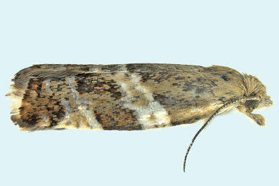 Unidentified micro Tortricidae - Olethreutinae sp 42 m19 