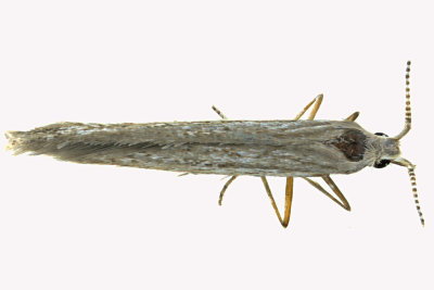 1350 - Coleophora quadruplex m19 1 