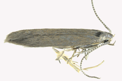 1378 - Coleophora glaucicolella m19 